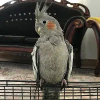 فروش عروس هلندی نر