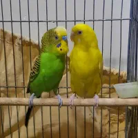 مرغ عشق|پرنده|اهواز, کوی آغاجاری|دیوار