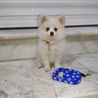 سگ پامرین اصیل|سگ|محمدشهر, محمدشهر|دیوار