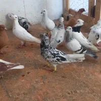 کبوتر فروشی شوشترنو داخل محوطه بازارچه