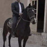 اسب مادیون مشکی