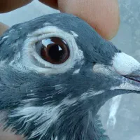 کفتر چاپی اردن