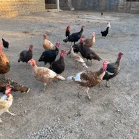 فروش|حیوانات مزرعه|انبارآلوم, |دیوار