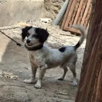 سگ اشپیتز|سگ|شیراز, گچی|دیوار