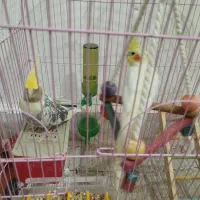 عروس هلندی نر ماده|پرنده|کلاله, |دیوار