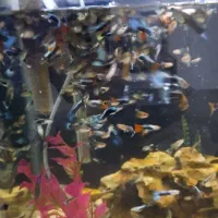 ماهی گوپی|ماهی|تهران, جی|دیوار