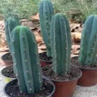 فروش کاکتوس