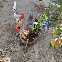 دو عدد خروس گلین ۶ماهه وتعدادی جوجه گلین برهما