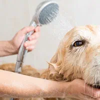 استخدام نیروی کار در آرایشگاه حیوانات خانگی