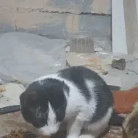 واگذاری رایگان بچه گربه|گربه|مراغه, |دیوار