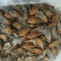 جیرجیرک‌ عالی