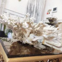 مرجان شاخ گوزنی|ماهی|قم, حنیف نژاد|دیوار