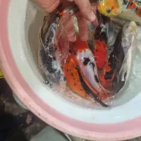 کوی در انواع نژاد سایز 10 تا 20