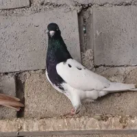 کله سیاه نر