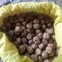 گردو جنگلی|خوردنی و آشامیدنی|دوزین, |دیوار