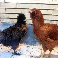 جوجه مرغ