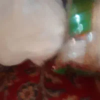 حبوبات