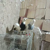 طوقی الماسی|پرنده|زابل, |دیوار