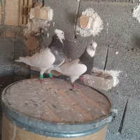 نرماده طوقی نر هفت رنگ ماده سرکه ای