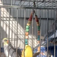 پرنده عروس هلندی