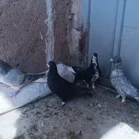 کبوتر شهری ونقره ای نر|پرنده|مرودشت, مختارآباد|دیوار