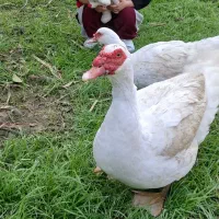 غاز و اردک خارجی نر و ماده درشت سنگین وزن