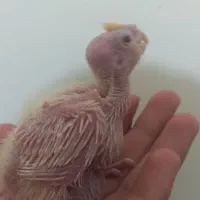 جوجه عروس هلندی سرلاکی