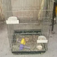 قفس پرنده