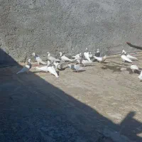 کبوتر طوقی|پرنده|میانه, |دیوار