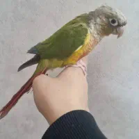 طوطی گرینچیک آناناسی رد