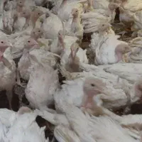 جوجه بوقلمون گوشتی بیوتی 40روزه(خانه طیور)|حیوانات مزرعه|زابل, |دیوار