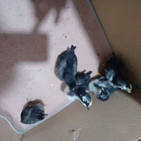 مرغ محلی بهمراه ۵ عدد جوجه ۱۵ روزه