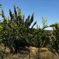 باغ شهر اقساطی سند ششدانگ|فروش زمین و ملک کلنگی|شیراز, کودیان|دیوار