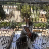 خرگوش