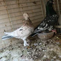 نروماده سرور|پرنده|اردکان, |دیوار