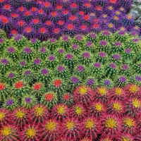 کاکتوس رنگی|گل و گیاه طبیعی|اصفهان, ارغوانیه|دیوار