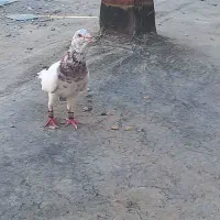 کبوتر جفتگاه سار،  اقون