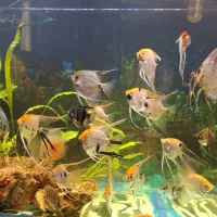 انجل کوی باله بلند مولد