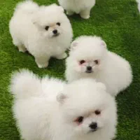 پامرانین اورجینال واگذار