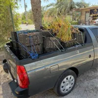 خرمای برحی آبادان