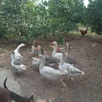 فروش ۷ عدد غاز ‌وقوغاز|حیوانات مزرعه|طبقده, |دیوار