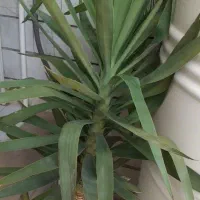 گل طبیعی حیاط و باغچه|گل و گیاه طبیعی|ورامین, ورامین|دیوار