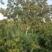 500 متر باغ انگور قطره ای سندتکبرگ|فروش دفتر صنعتی، کشاورزی، تجاری|محمدشهر, محمدشهر|دیوار