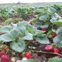 بهترین نشا توت فرنگی