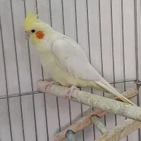 عروس هلندی نر لوتینو|پرنده|گلستان (تهران), |دیوار