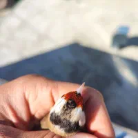 سهره سرسیاه نر دورگ نقش عتیقه