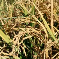 برنج عنبربو تیلکی