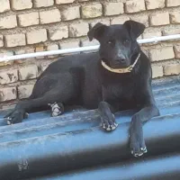 واگذاری سگ میکس ژرمن دوبرمن نگهبان