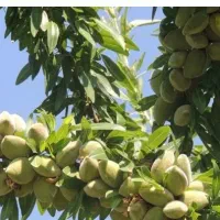 نهال بادام شیرین خوشه ای