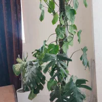 گل برگ انجیری